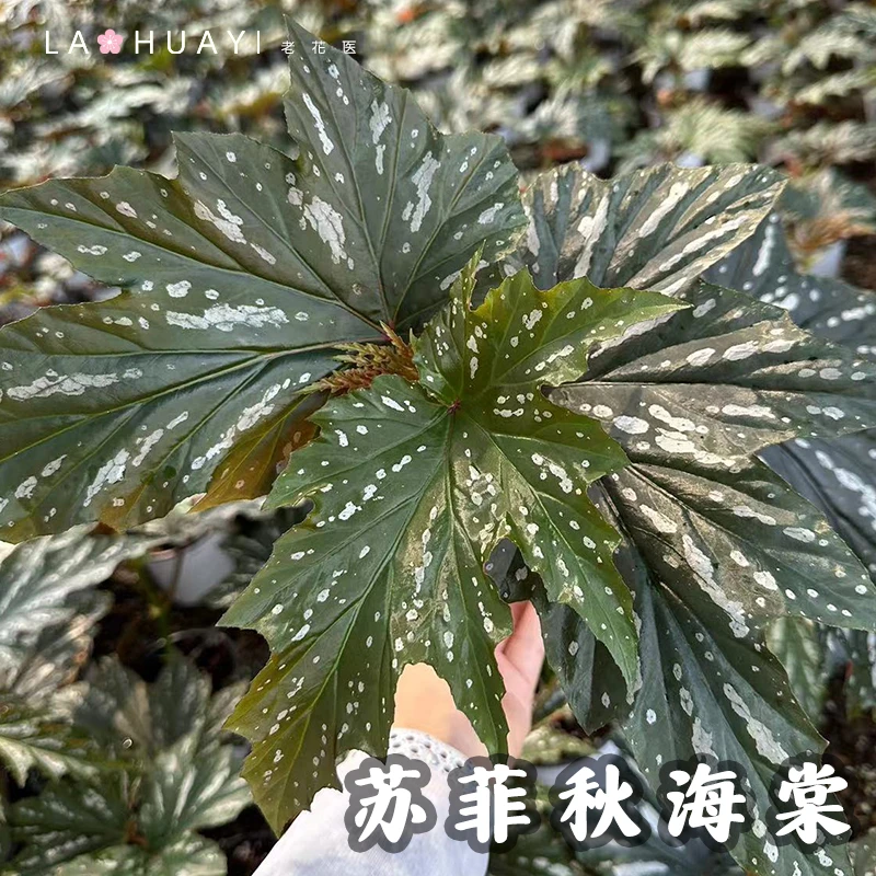 【热值馆】苏菲秋海棠绿植盆栽室内阳台观叶植物热值原盆原土好养