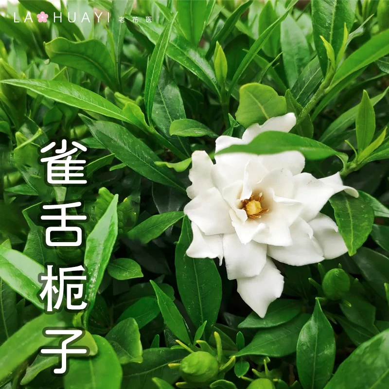 雀舌栀子花四季盆栽植物庭院绿植花卉好养活开花香气四溢