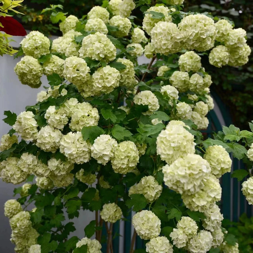 欧洲木绣球庭院阳台耐寒绿植盆景