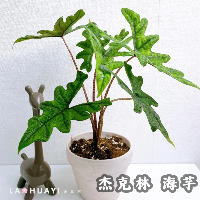 杰克林海芋盆栽地栽高端植物室内室外均可