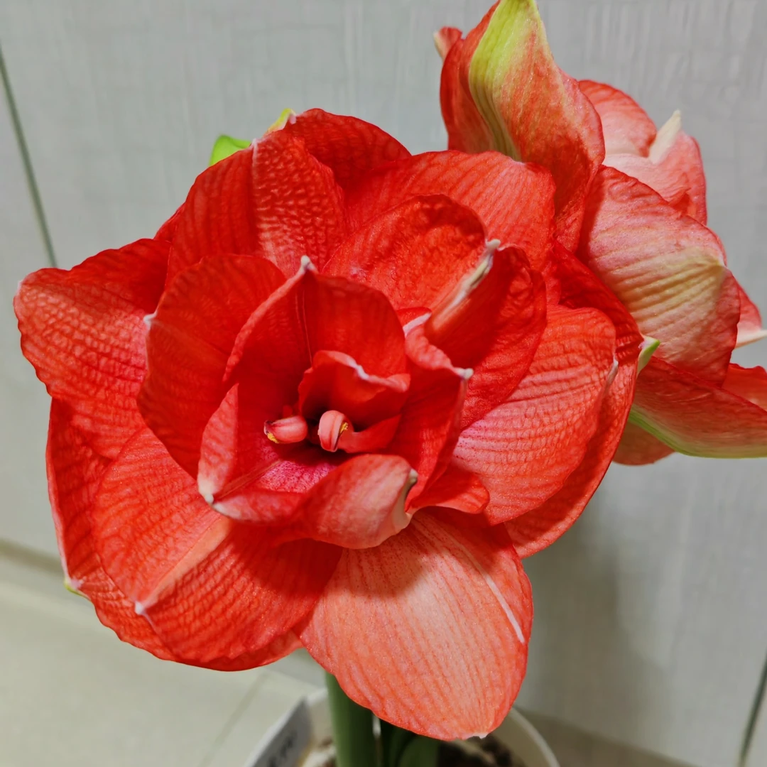 班尼托朱顶红种球观赏美观庭院阳台