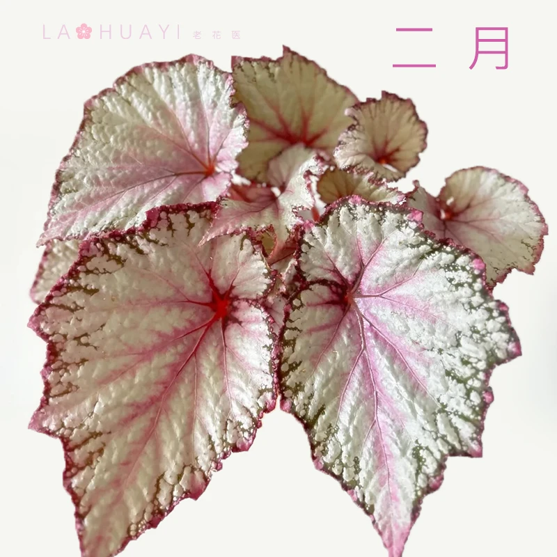 二月热带植物绿植花卉植物室内高端植物观赏