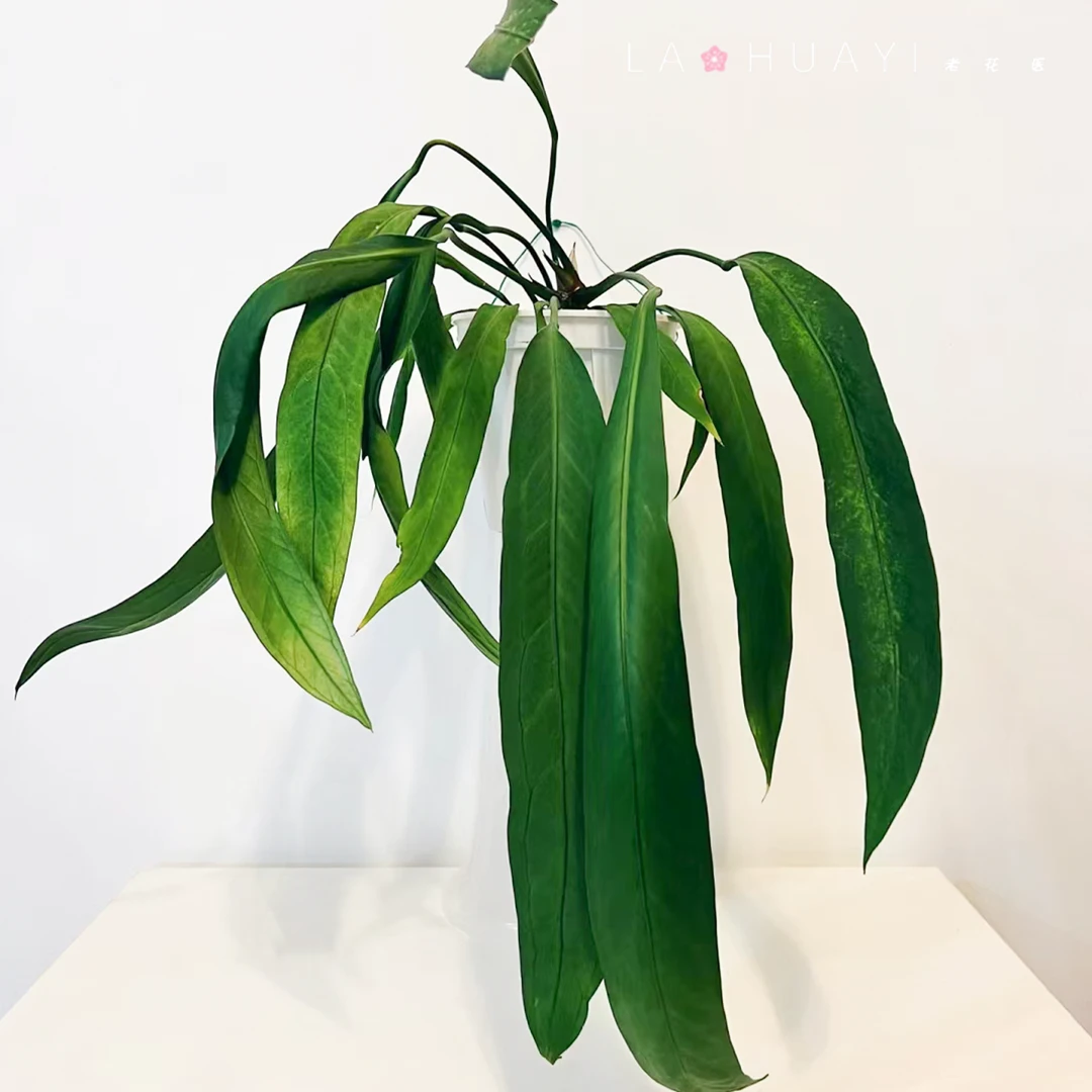 【热植馆】维塔领带花烛绿叶植物观赏客厅阳台