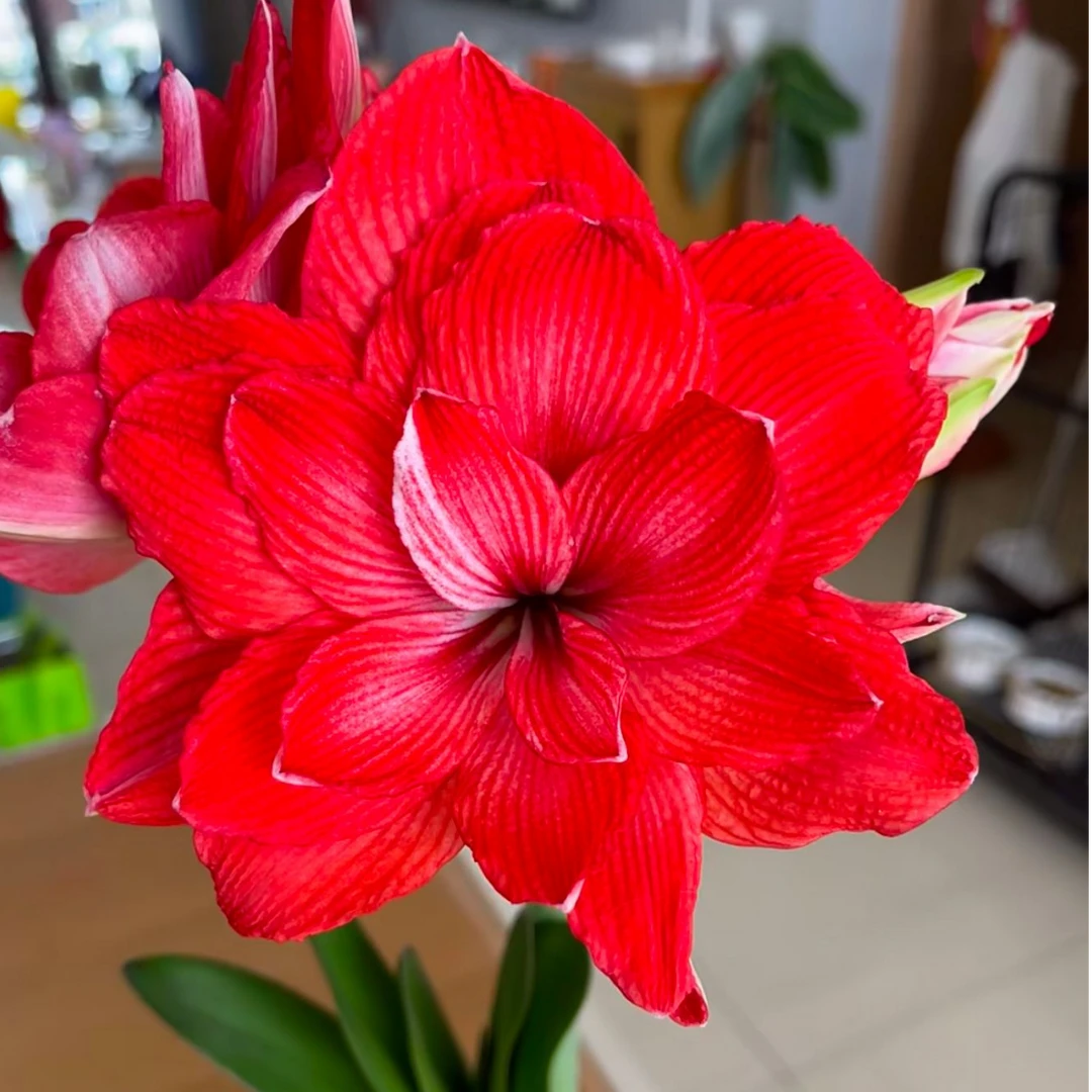 蒂卡帝国荷兰进口种球朱顶红观赏美观庭院阳台