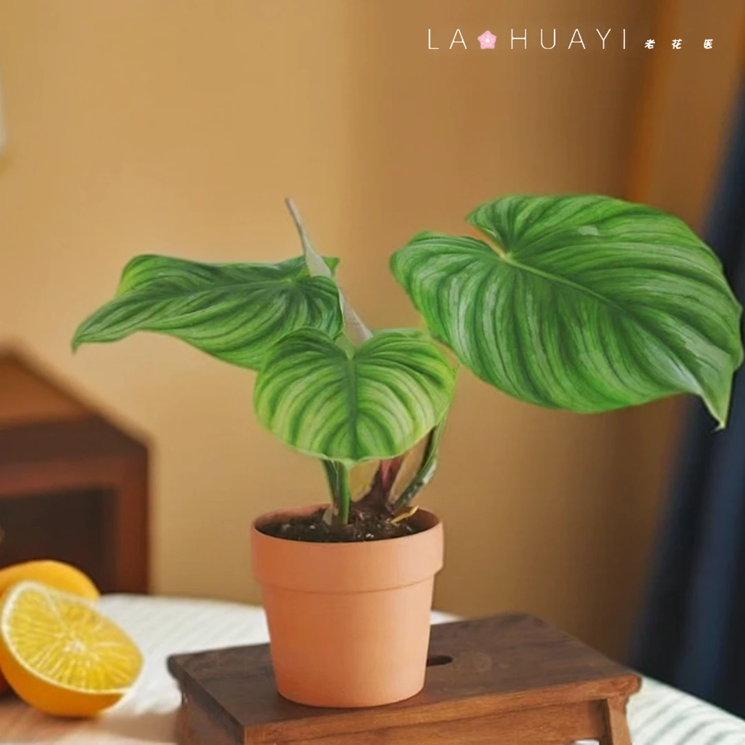 西瓜碧浪蔓绿绒网红ins风热植室内盆栽