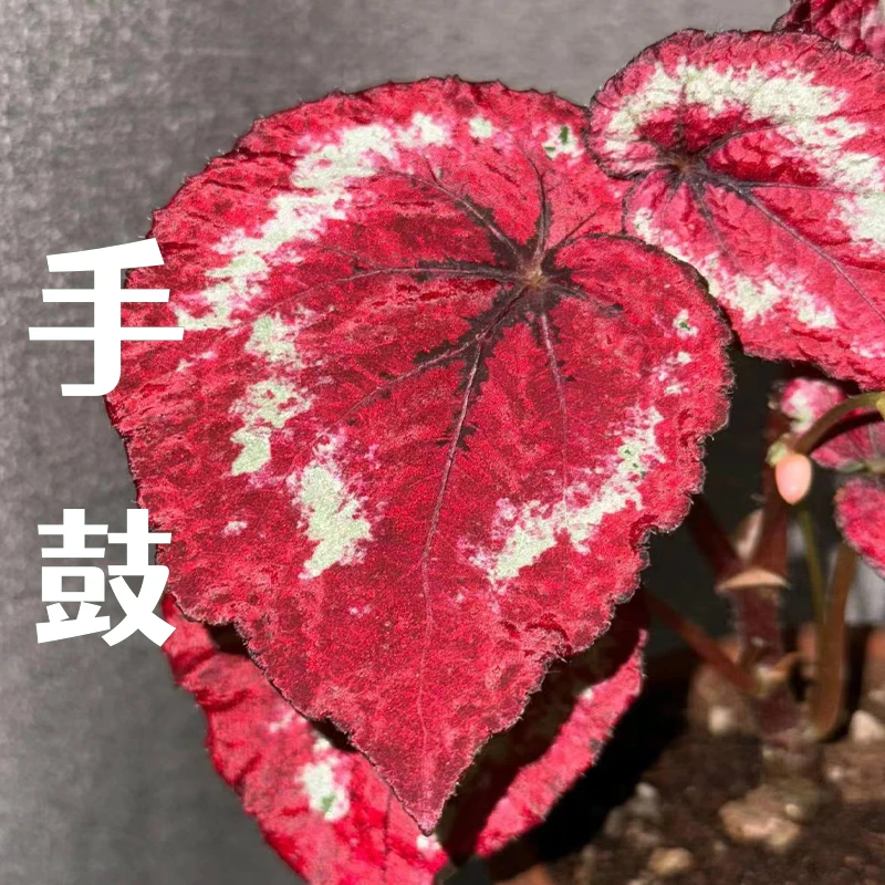 【老花医】手鼓秋海棠热带植物绿植花卉植物室内高端植物观赏