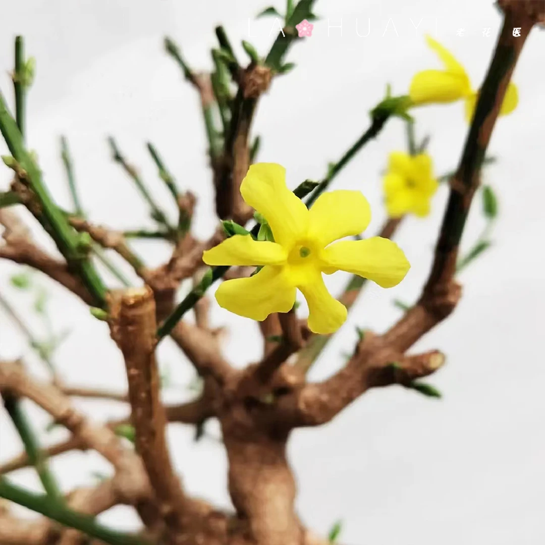 迎春花盆卉景绿植盆景客厅卧室阳台易养耐寒
