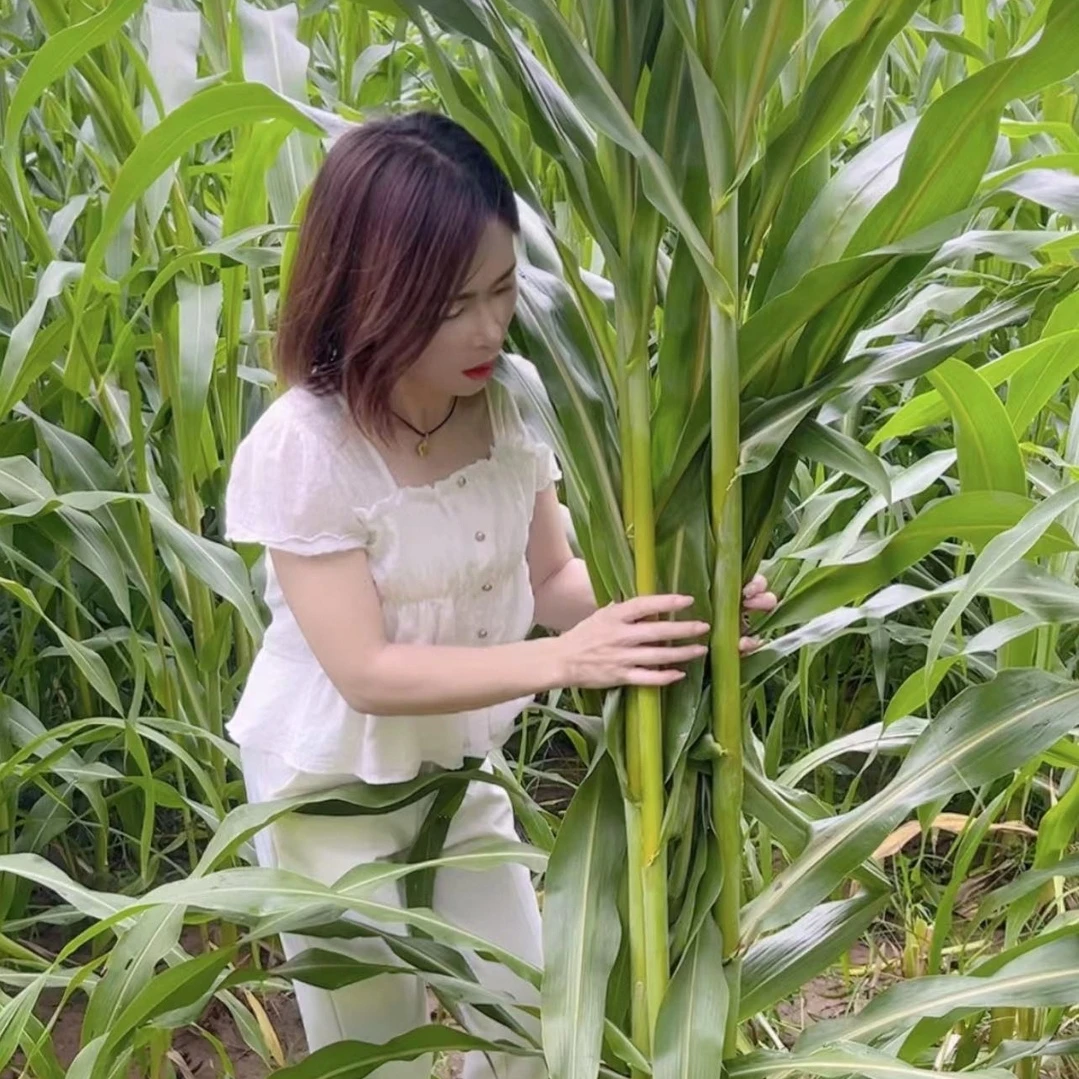 巨力糖王-甜高粱 高产 糖分高 叶片宽大耐旱耐涝