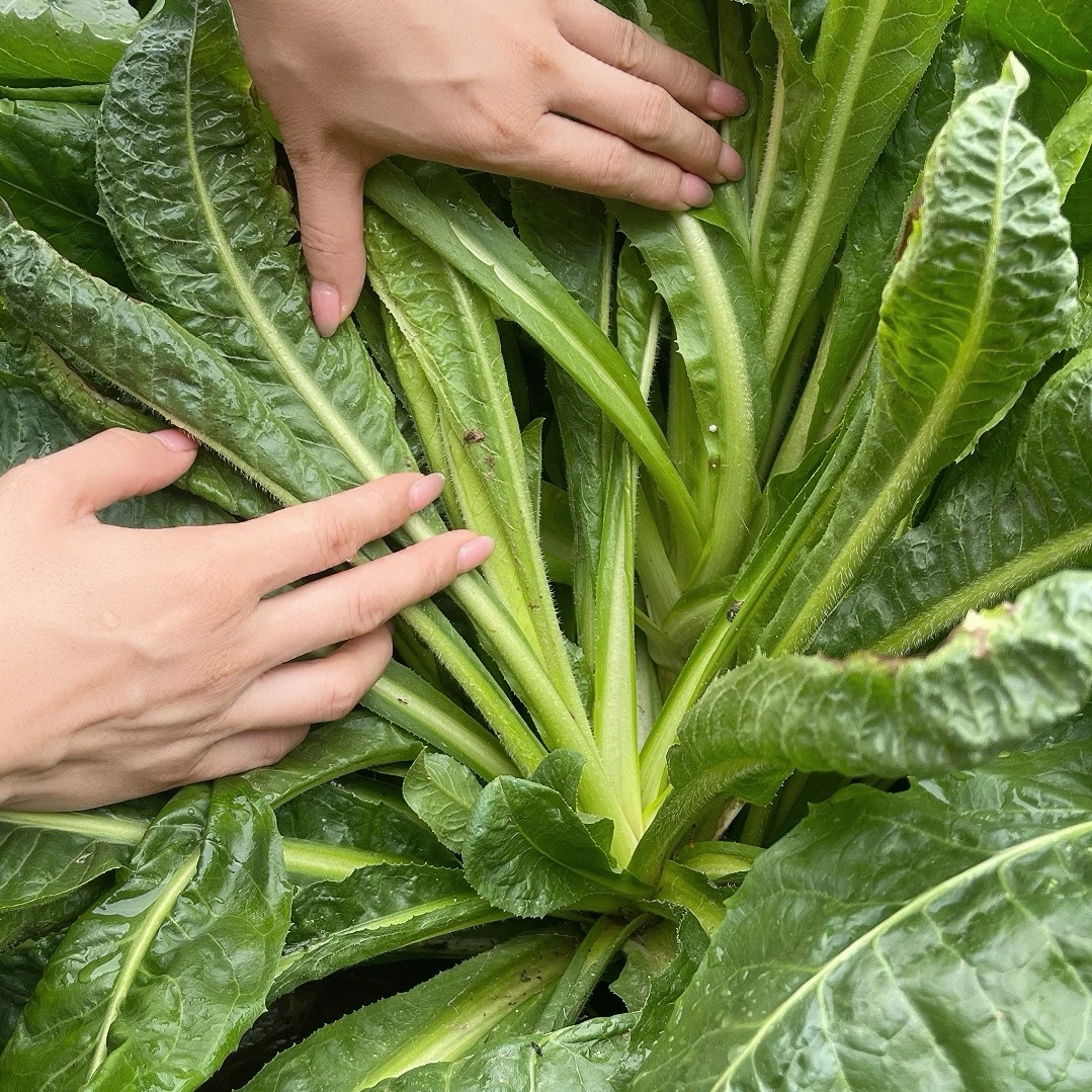 大叶菊苣净种 鸡鸭鹅猪兔叶片厚 无绒毛 蛋白高
