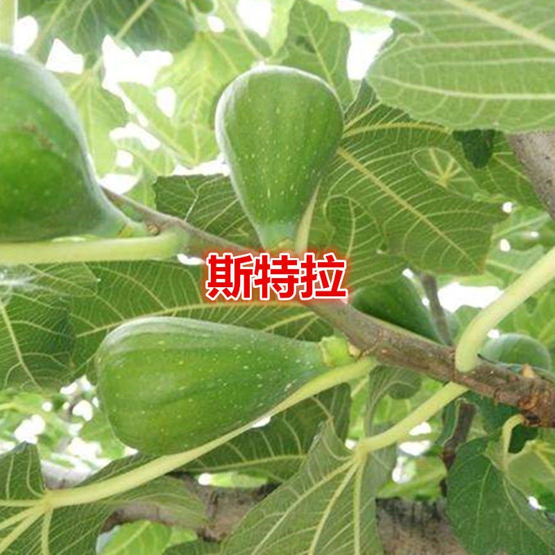 斯特拉无花果树苗无花果黄杨新品种无花果黄杨苗木盆栽/地栽苗