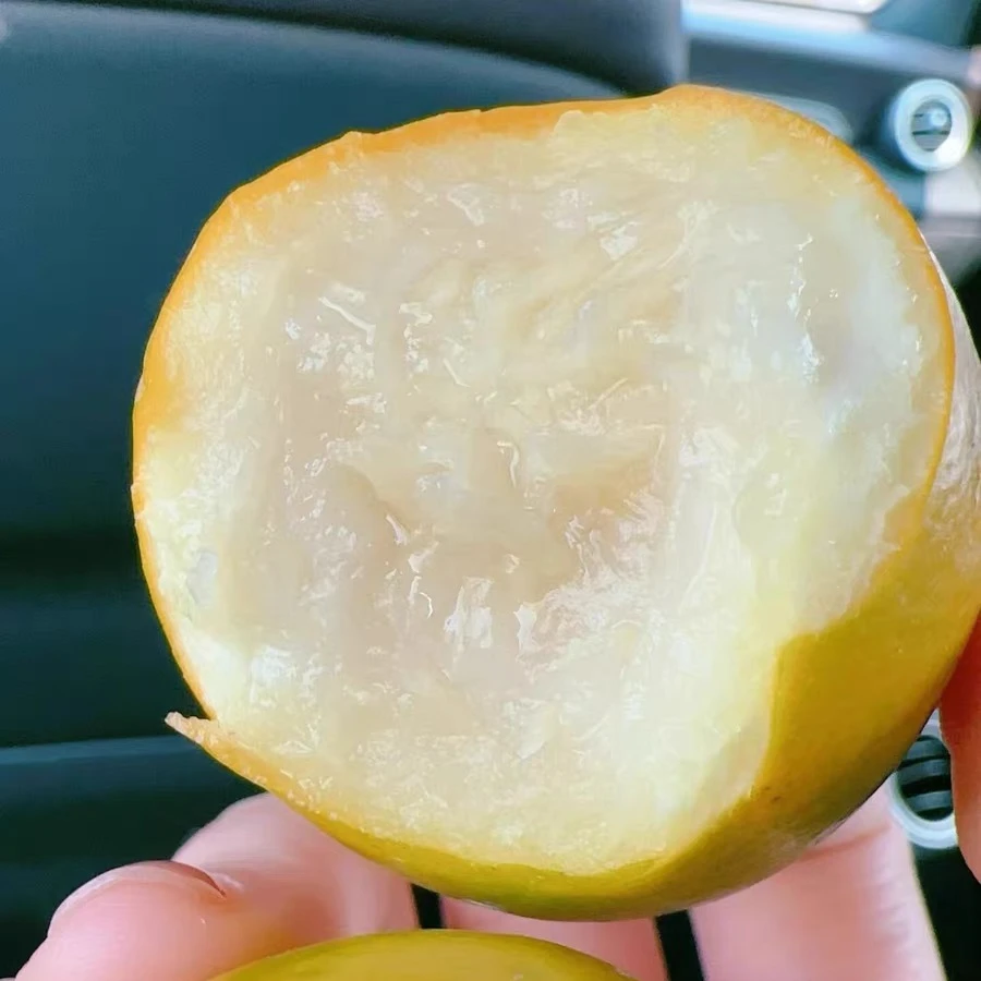 脆蜜金柑小金丸5A级大果36颗精选限量款