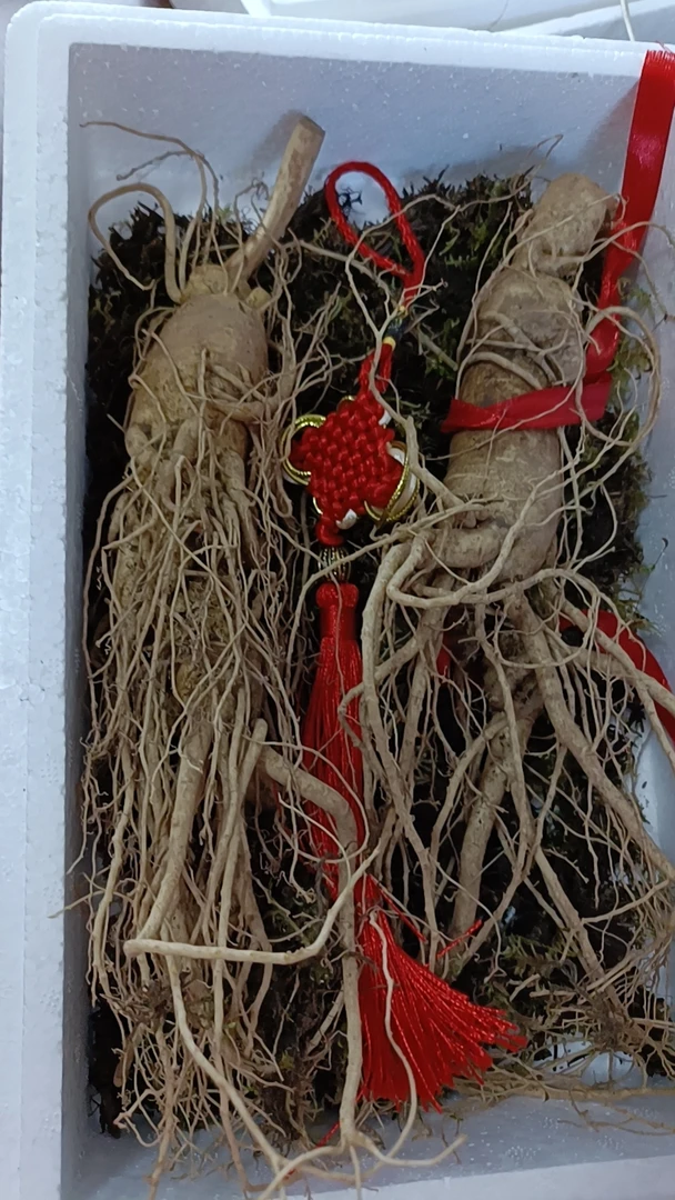 二支装鲜参 每支1两半左右 包邮到家送青苔盒子