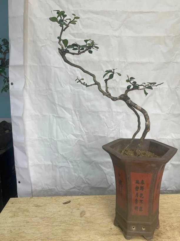 海南三亚博兰      容易养活。一物一拍     商品由主播为主。