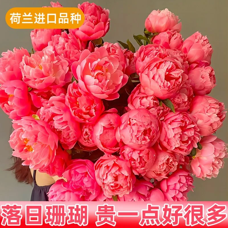 落日珊瑚芍药鲜切花重瓣落日珊瑚芍药鲜切花日落菏泽芭茨拉沙拉