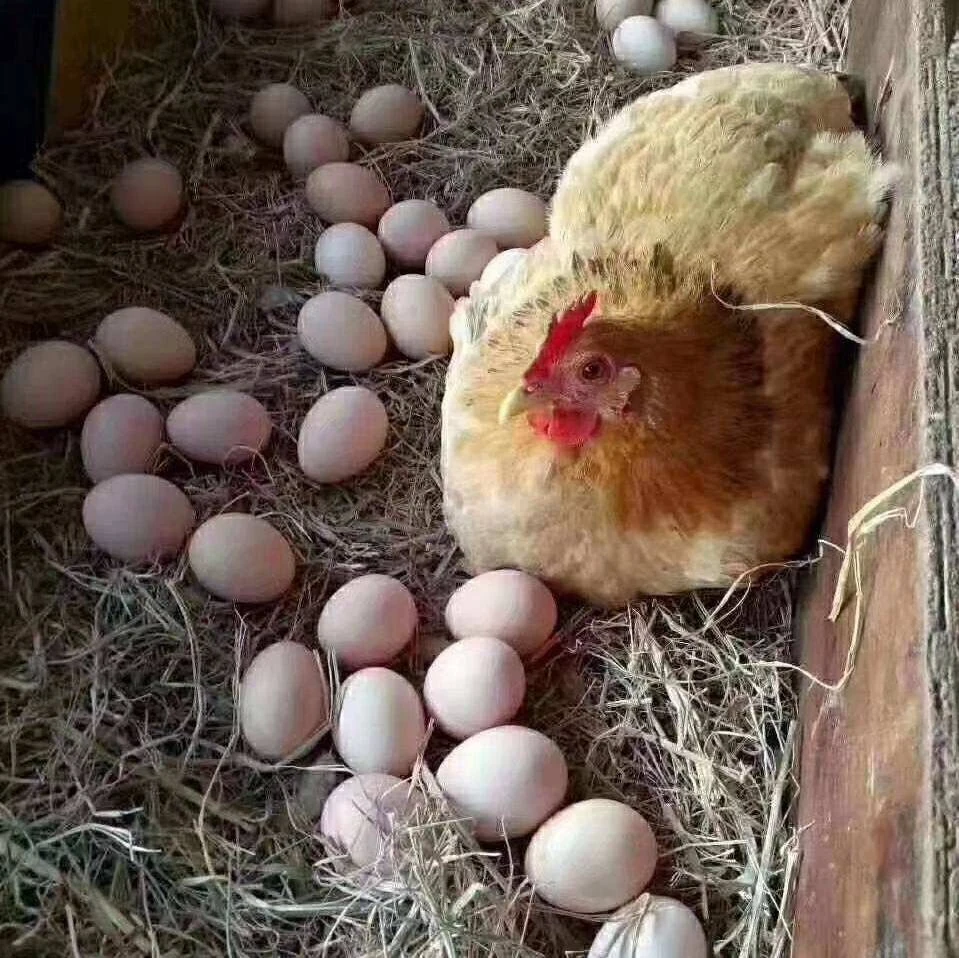 鸡蛋绿壳鲜鸡蛋打野