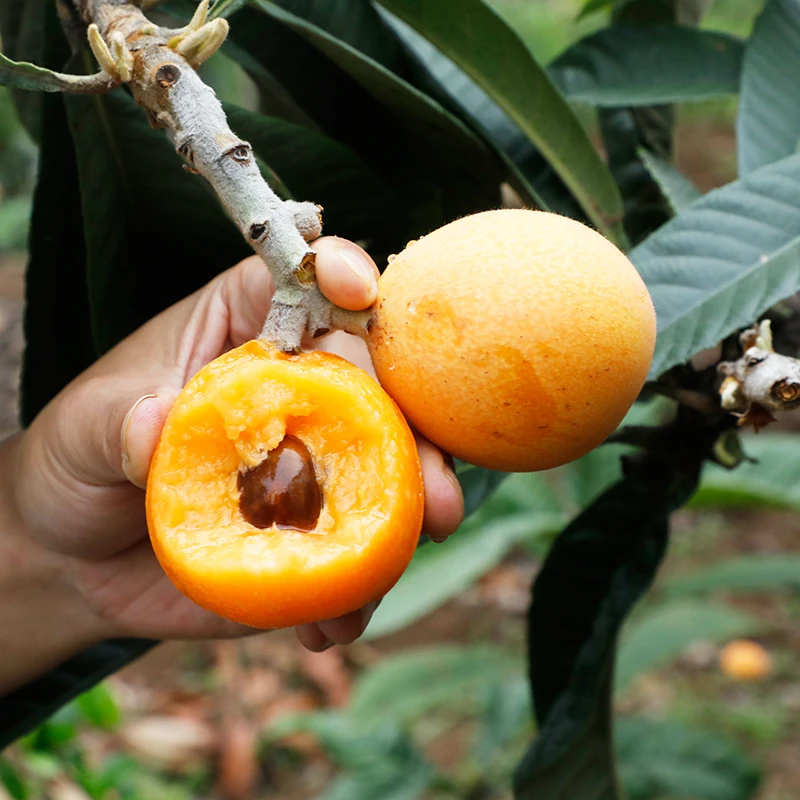 【直播间专属福利】5斤大果30-40g正宗大五星枇杷新鲜现摘水果包甜