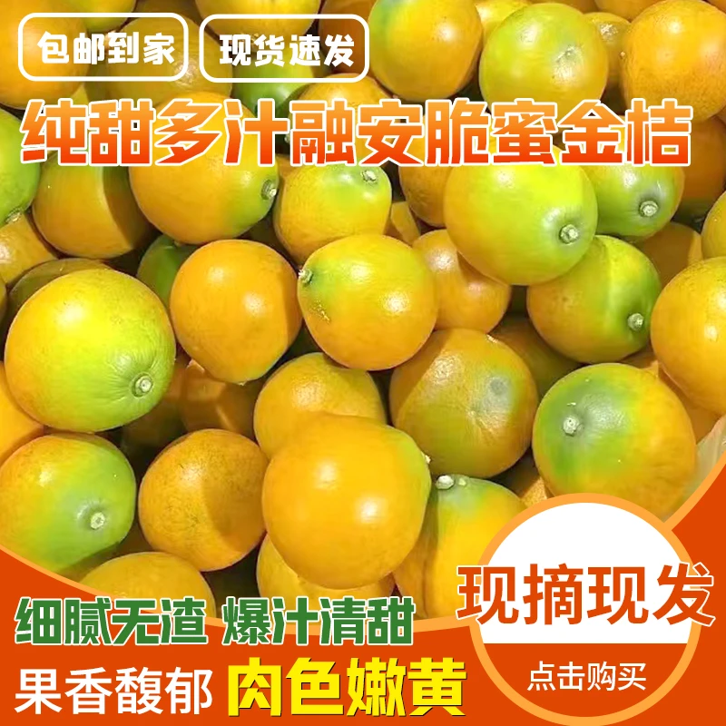 【脆蜜金柑】广西融安金桔第三代脆蜜金桔皮薄多汁甜度高新鲜水果