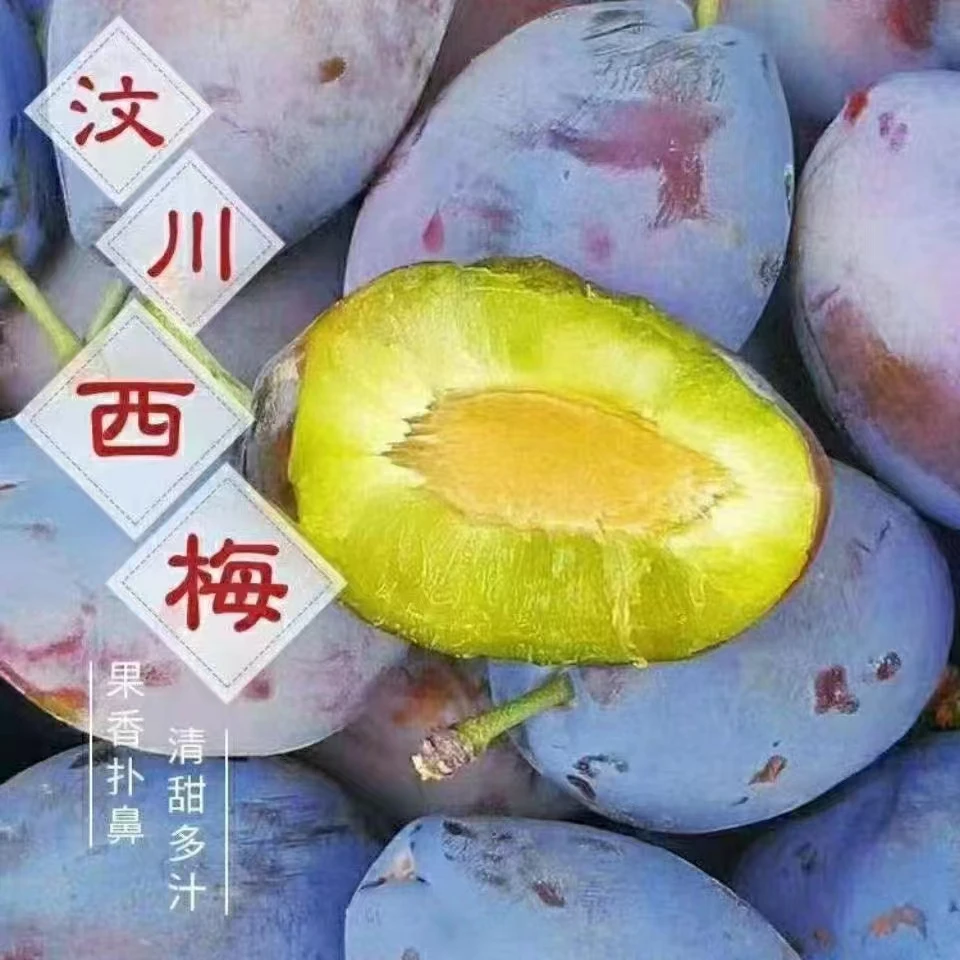 【产地直发】四川汶川高山西梅新鲜采摘优质营养皮薄肉厚多汁清甜