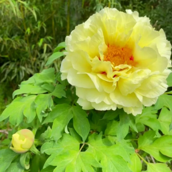 【皇冠】黄色系牡丹原土原盆