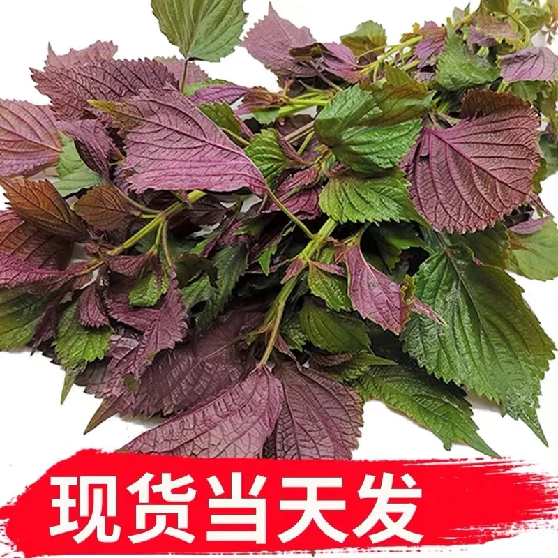 新鲜采摘紫苏叶龙虾牛蛙虾蟹去腥调料紫苏酱材料食用紫苏菜叶南方
