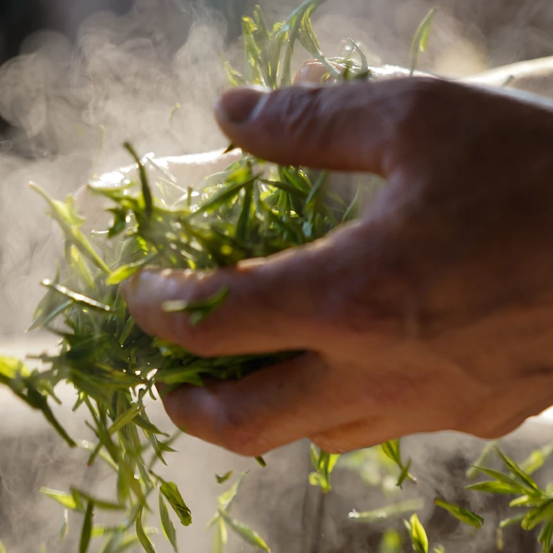 祁野黄山毛峰2024新茶产地好茶茶叶条形鲜爽正宗安徽原产严选春茶