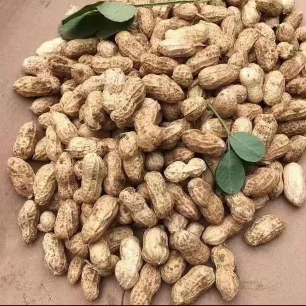 新鲜大花生干花生今年新花生特别的好吃