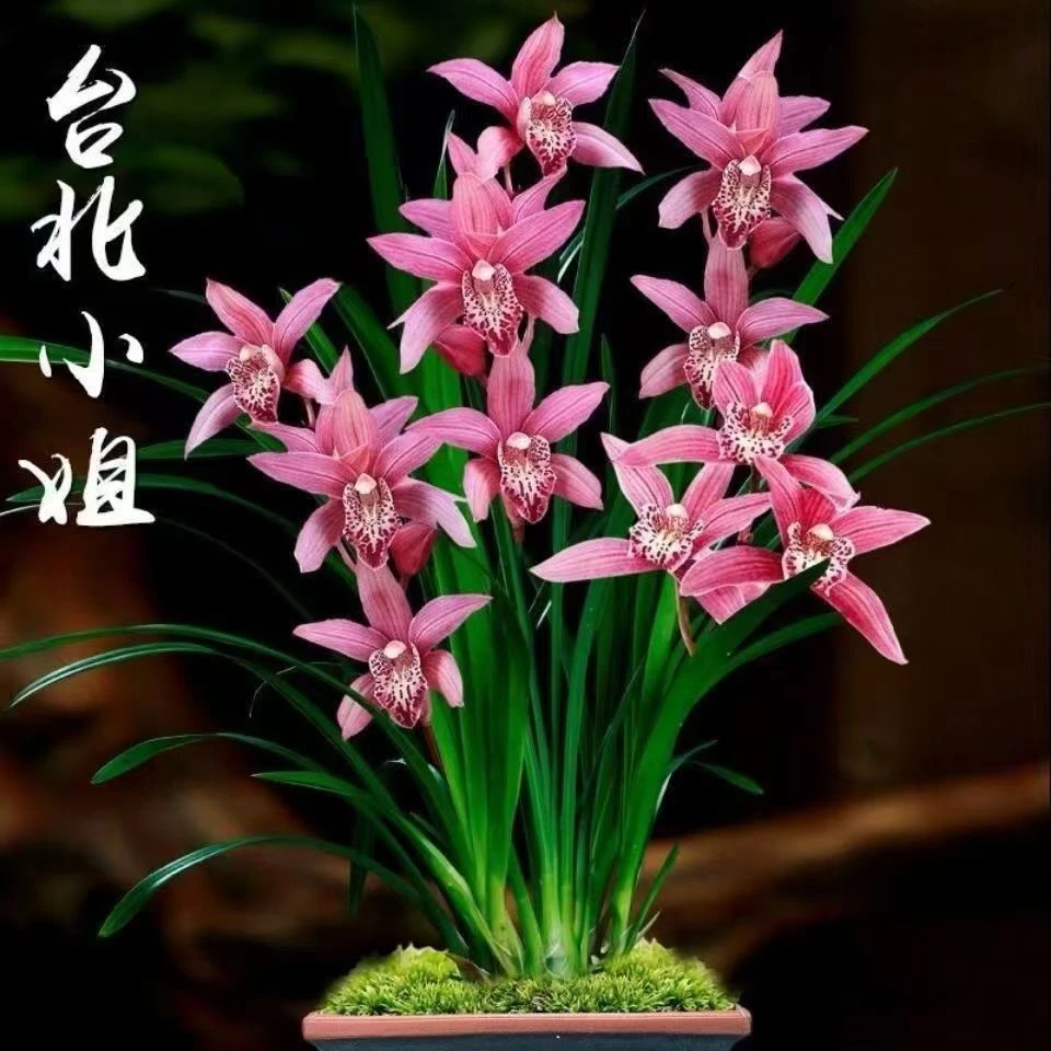 A【台北小姐】带花剑 建兰品种 室内外花卉盆栽