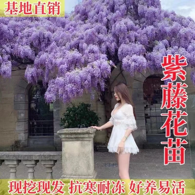 紫藤花大花爬藤室内室外耐寒耐旱南北种植当年开花