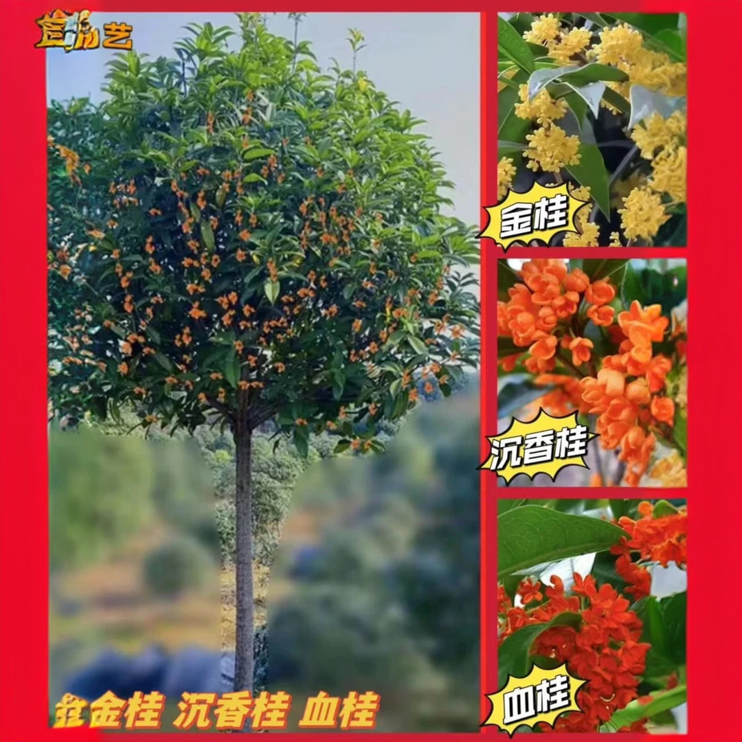 桂花树，金桂，沉香桂，血桂，丹桂，朱砂桂，银桂，金球桂，四季桂，耐寒