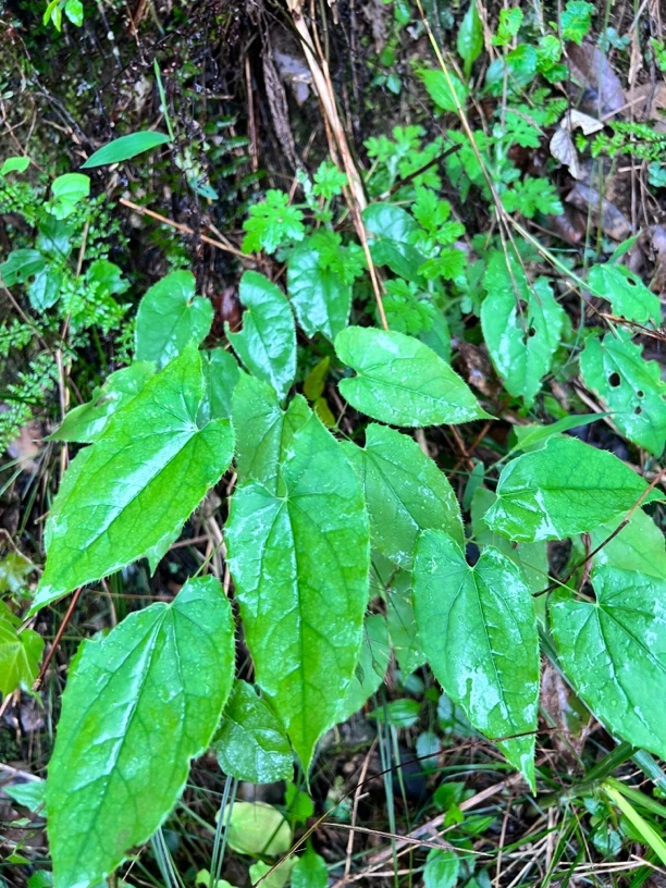 川北淫羊藿绿植盆栽 白簕新鲜苦刺叶三叶苦刺茶三加簕苦刺心