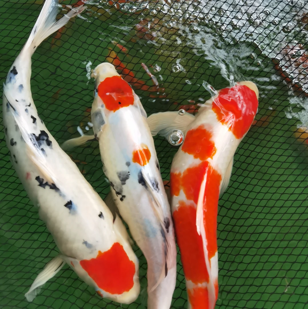 观赏鱼锦鲤 精品芥子 红白 大正 （可选）包邮包活