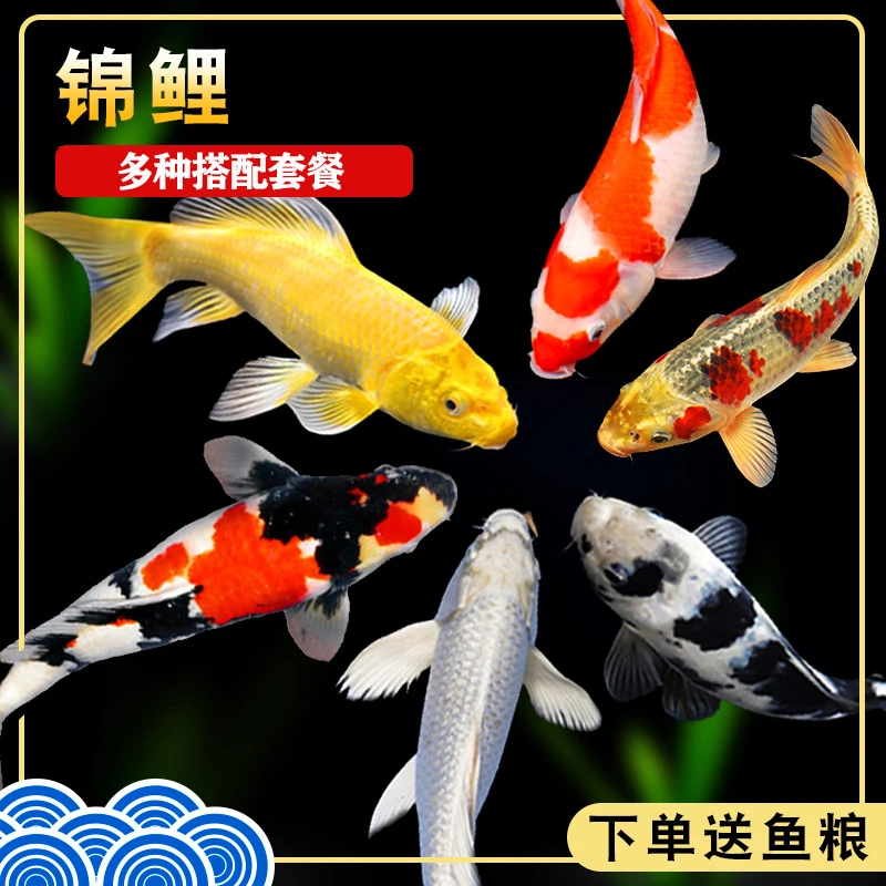 冷水淡水观赏鱼锦鲤鱼活鱼金鱼小型好养易活黄金红白三色锦鲤包邮