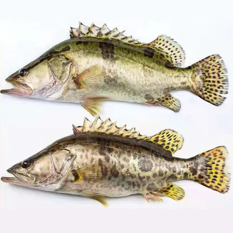 《顺丰包邮》2条4-4.5斤东北野生鳌花鱼。