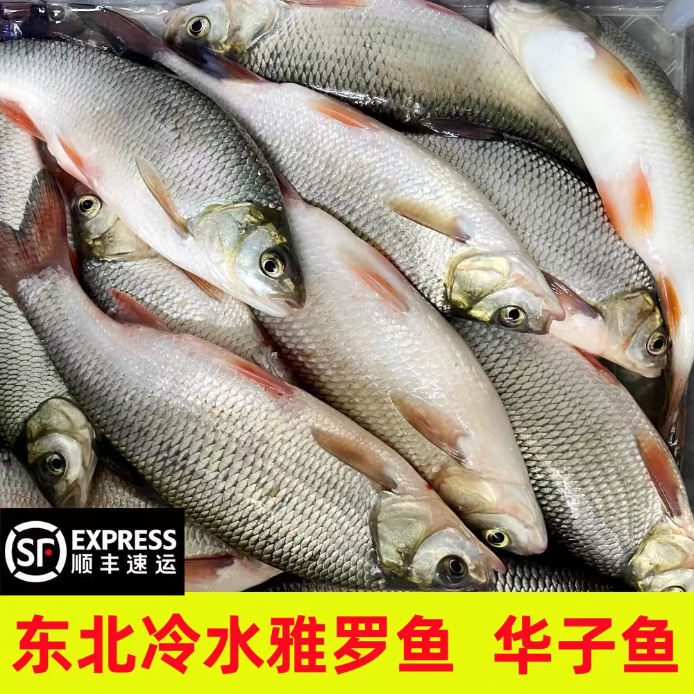 东北冷水雅罗鱼（华子鱼）韵达顺丰随机发货