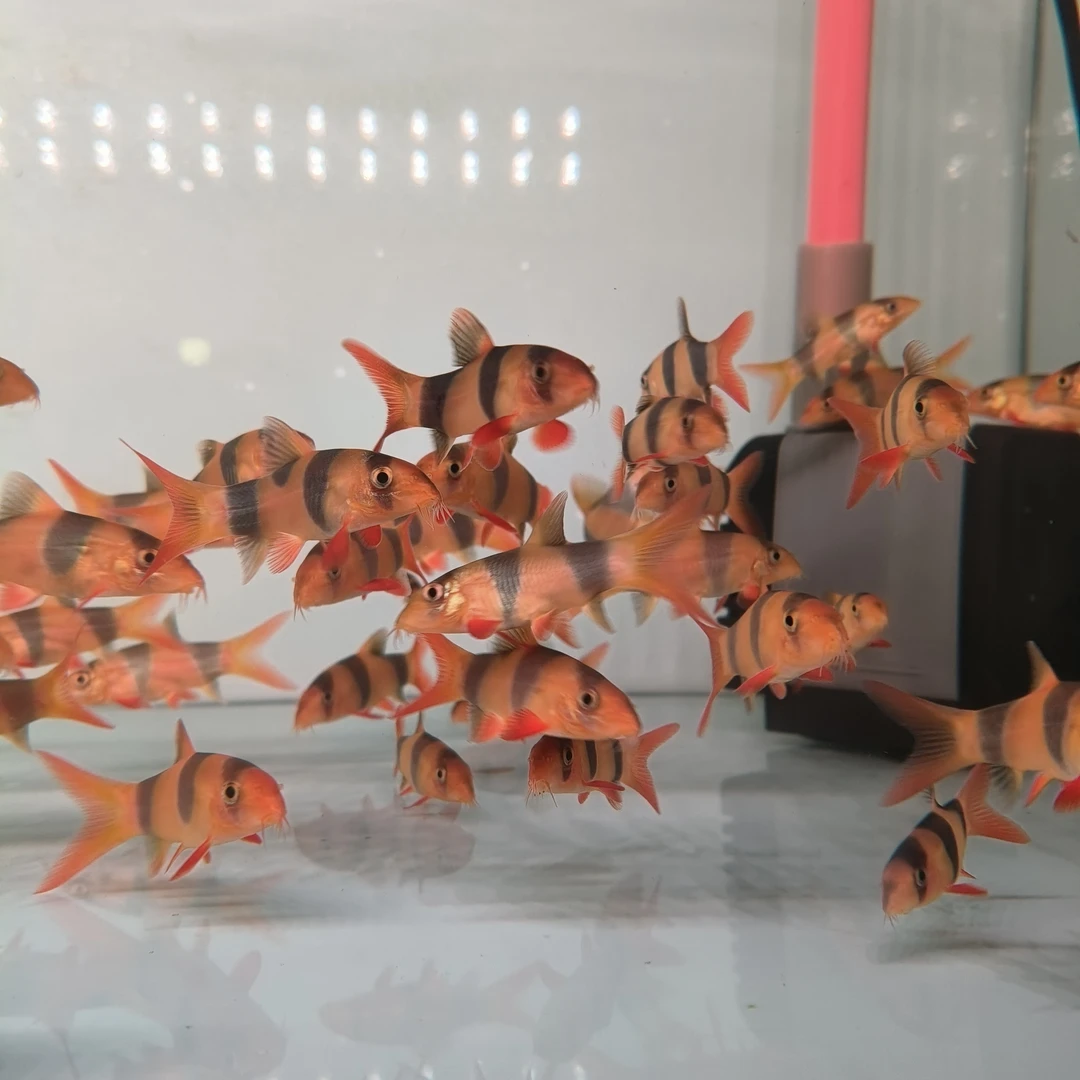 观赏鱼 三间鼠3-5厘米左右