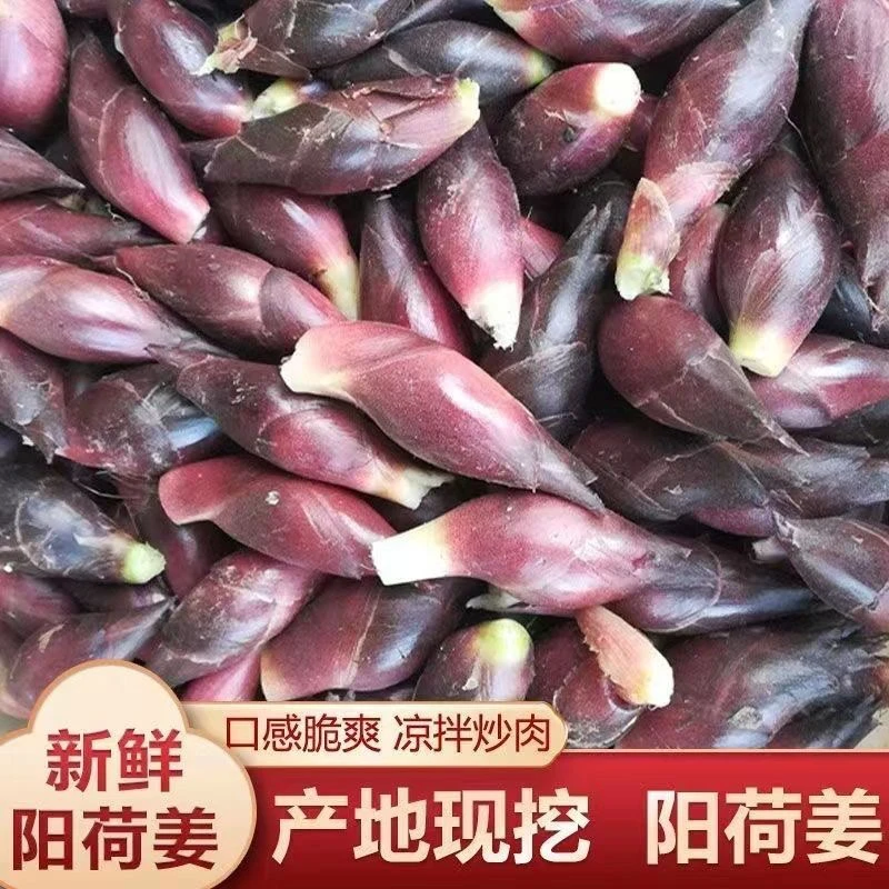 贵州高山新鲜洋荷姜阳荷野生阳荷姜洋霍胡姜时令蔬菜净含量1斤