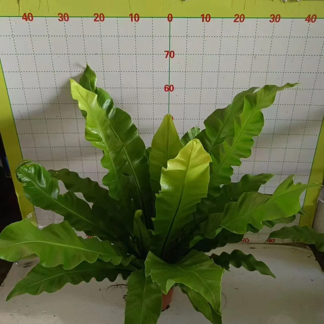 牛皮鸟巢厥120#盆栽