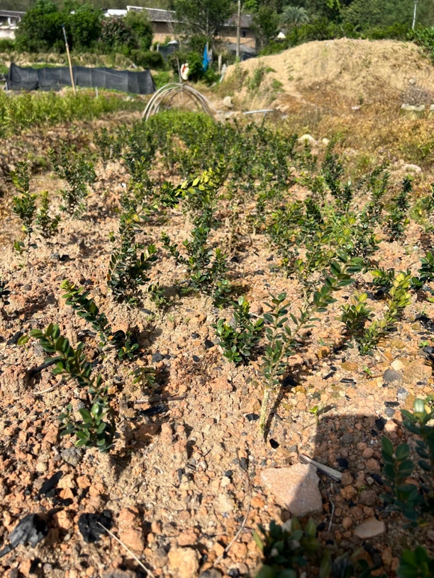 福建龙鳞黑珍珠黄杨小苗《新疆内蒙古西藏甘肃青海宁夏不包邮》
