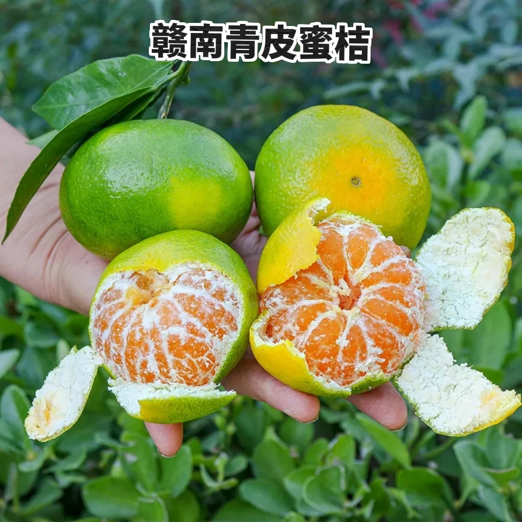正宗江西赣南蜜桔青皮桔子橘子特早柑橘新鲜现摘应季孕妇新鲜水果
