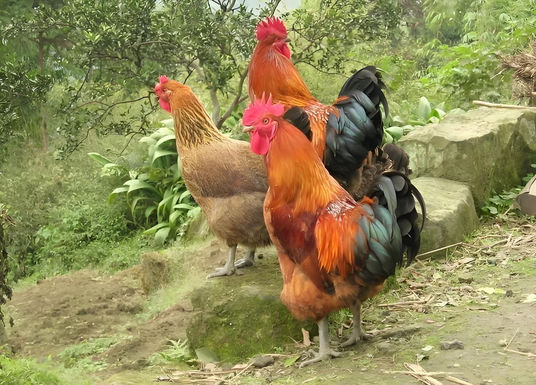 【黄瞥儿农家货 现称现卖】 散养粮食鸡1只 炖汤高营养鸡汤新鲜美味