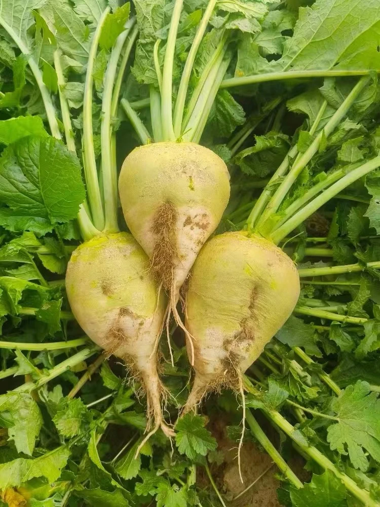 新鲜芥菜【大头菜】贵州遵义应季农家种植3-9斤京东包邮现摘