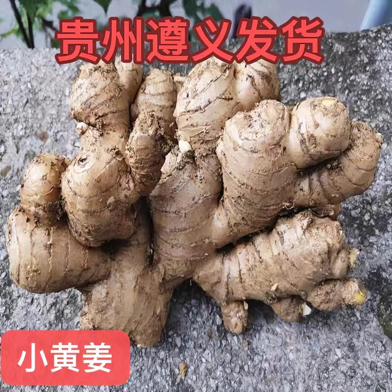 贵州遵义高山种植新鲜小黄姜农家自种1-5斤包邮老姜辛辣