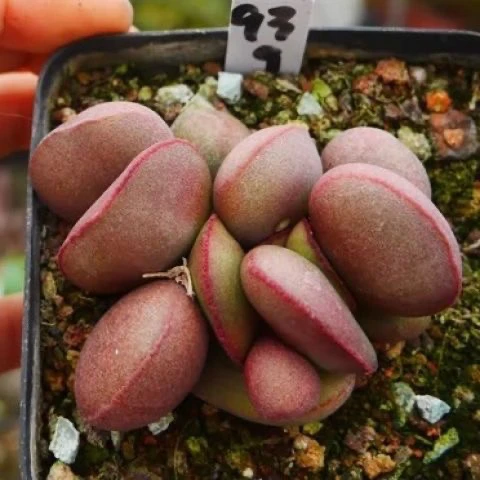 水泡多肉 红蛋海豹爱心梅花鹿水蜜桃马丁多肉植物肉肉水泡系列多