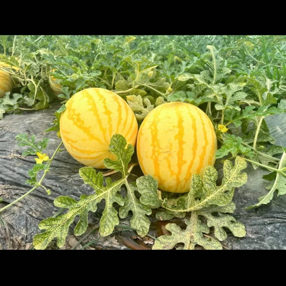 顺丰同城闪送麒麟黄金西瓜
