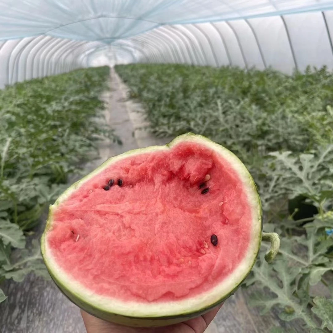 上海本地正宗南汇8424西瓜