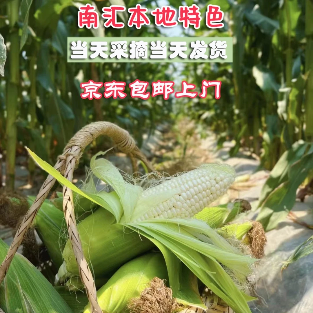 【中秋专享】上海南汇本地玉米整箱新鲜玉米代餐带壳现摘现发