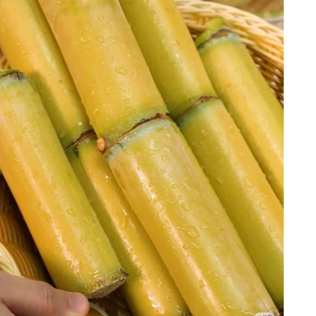 现货云南西双版纳青皮脆皮甘蔗青皮绿皮甘蔗段