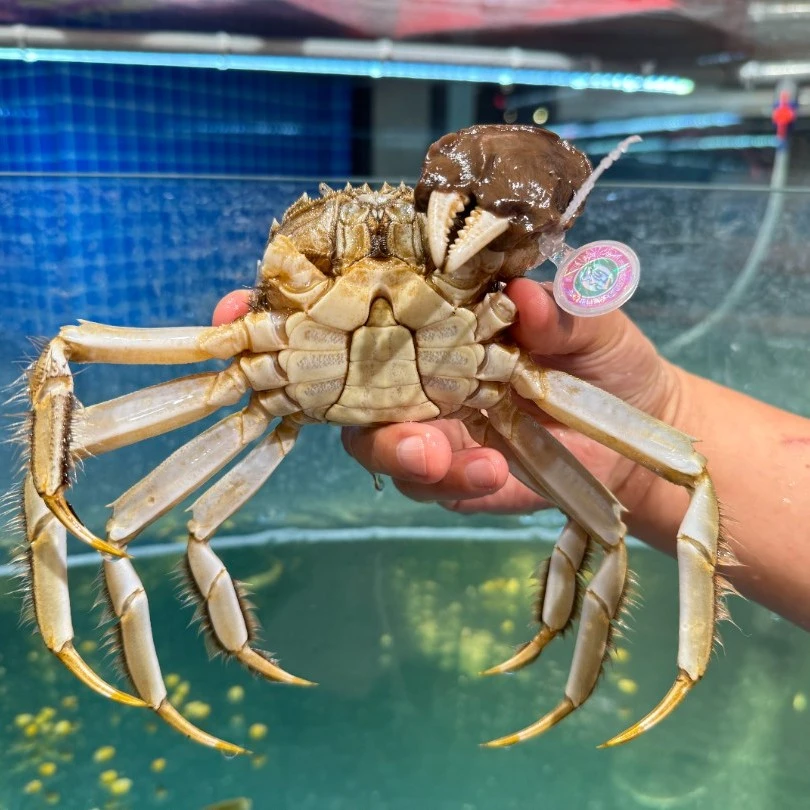 新鲜鲜活苏州大闸蟹6/9腿10只装
