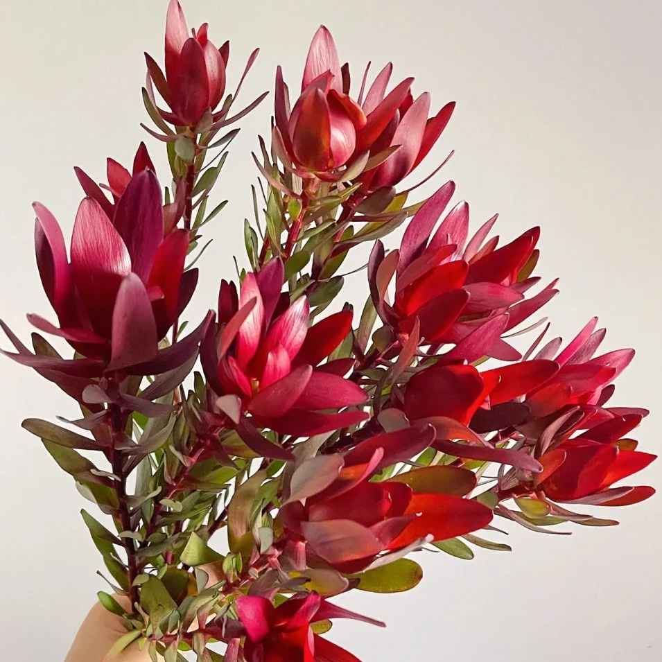 【花本家】AAA级多头木百合丨红色木百合应季爆款花材复古家居绿植