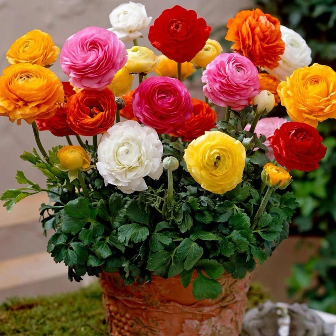 花毛茛种球四季开花洋牡丹球根耐寒易种室内外花卉盆栽植物花种子